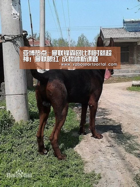 亚博热点-曼联锋霸回比利时就超神!曼联眼红 成穆帅新课题(图2) 亚博直播